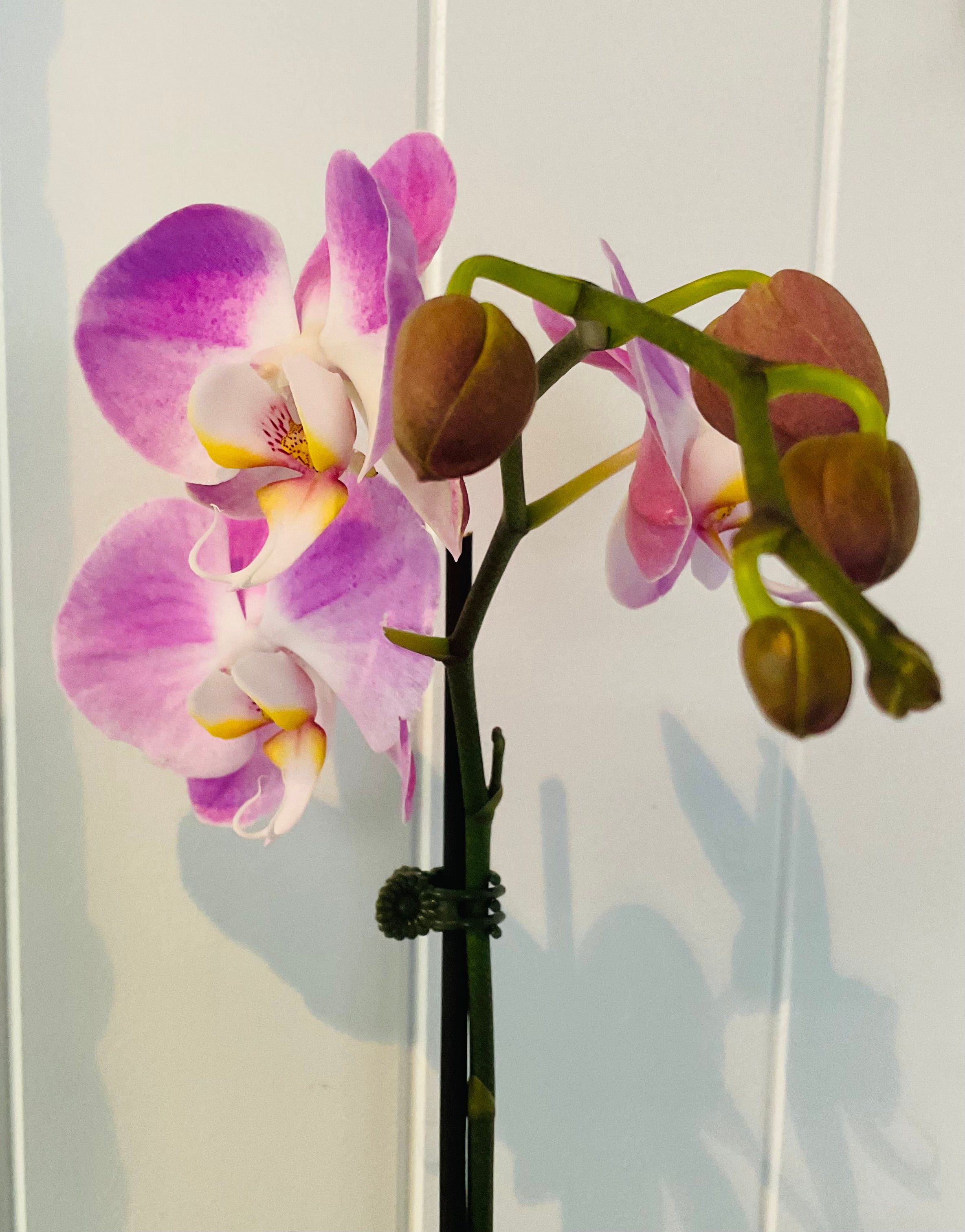 POTTED- PHALENOPSIS ORCHID POTTED