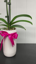 Load and play video in Gallery viewer, POTTED- PHALENOPSIS ORCHID POTTED