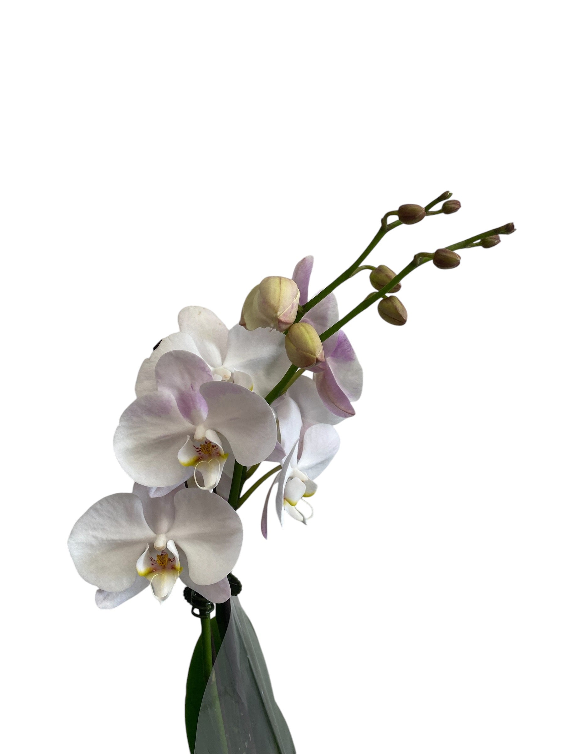 Potted Phalaenopsis Orchid