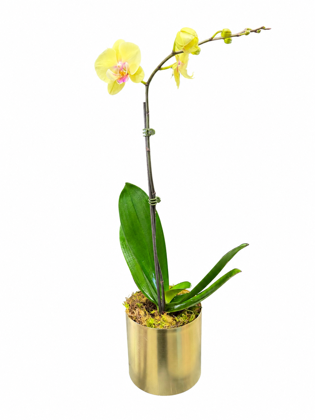 POTTED- PHALENOPSIS ORCHID POTTED