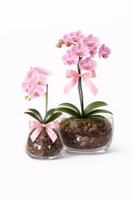 Load image into Gallery viewer, POTTED- PHALENOPSIS ORCHID POTTED
