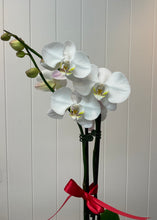 Load image into Gallery viewer, POTTED- PHALENOPSIS ORCHID
