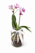Load image into Gallery viewer, POTTED- PHALENOPSIS ORCHID POTTED
