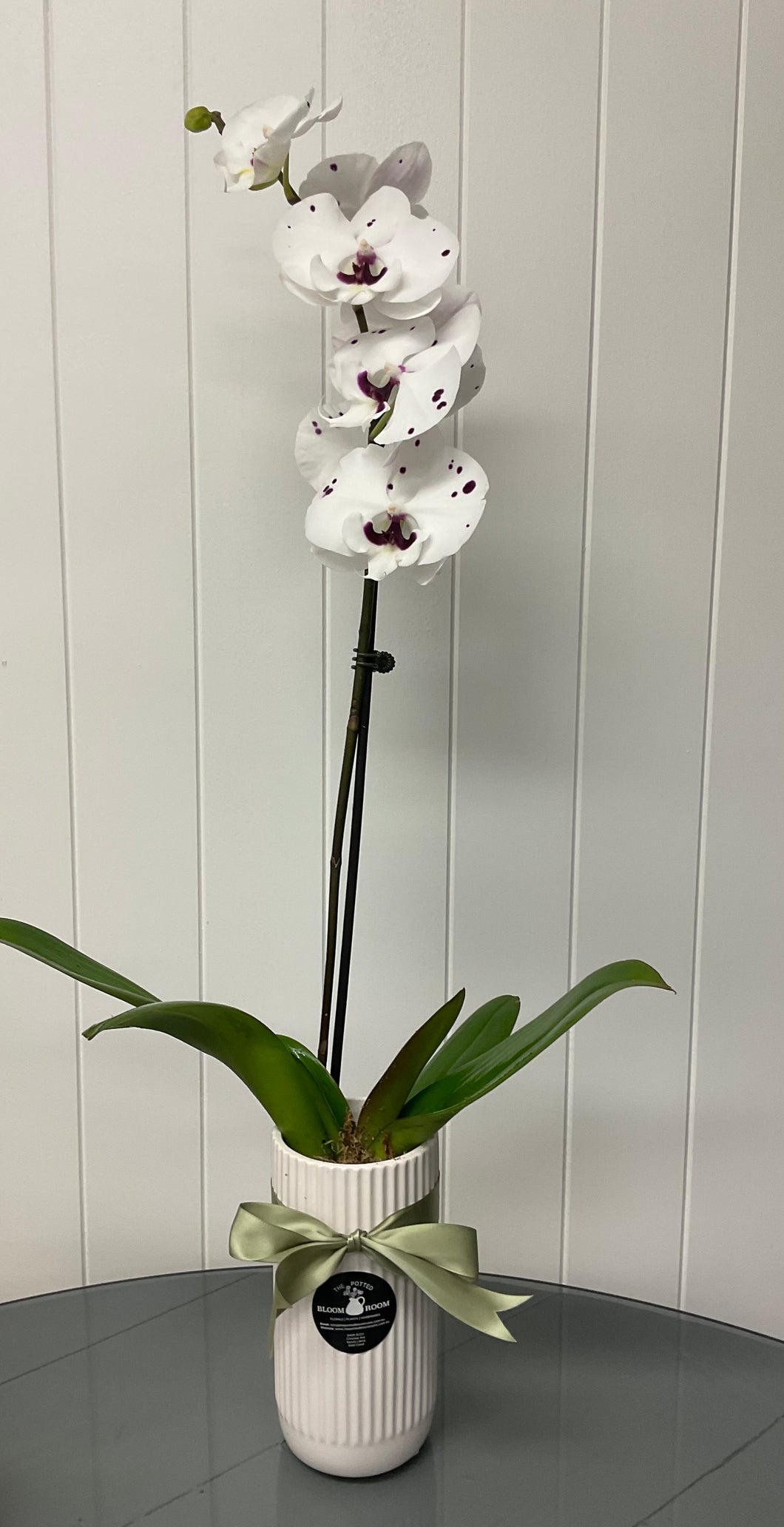 POTTED- PHALENOPSIS ORCHID