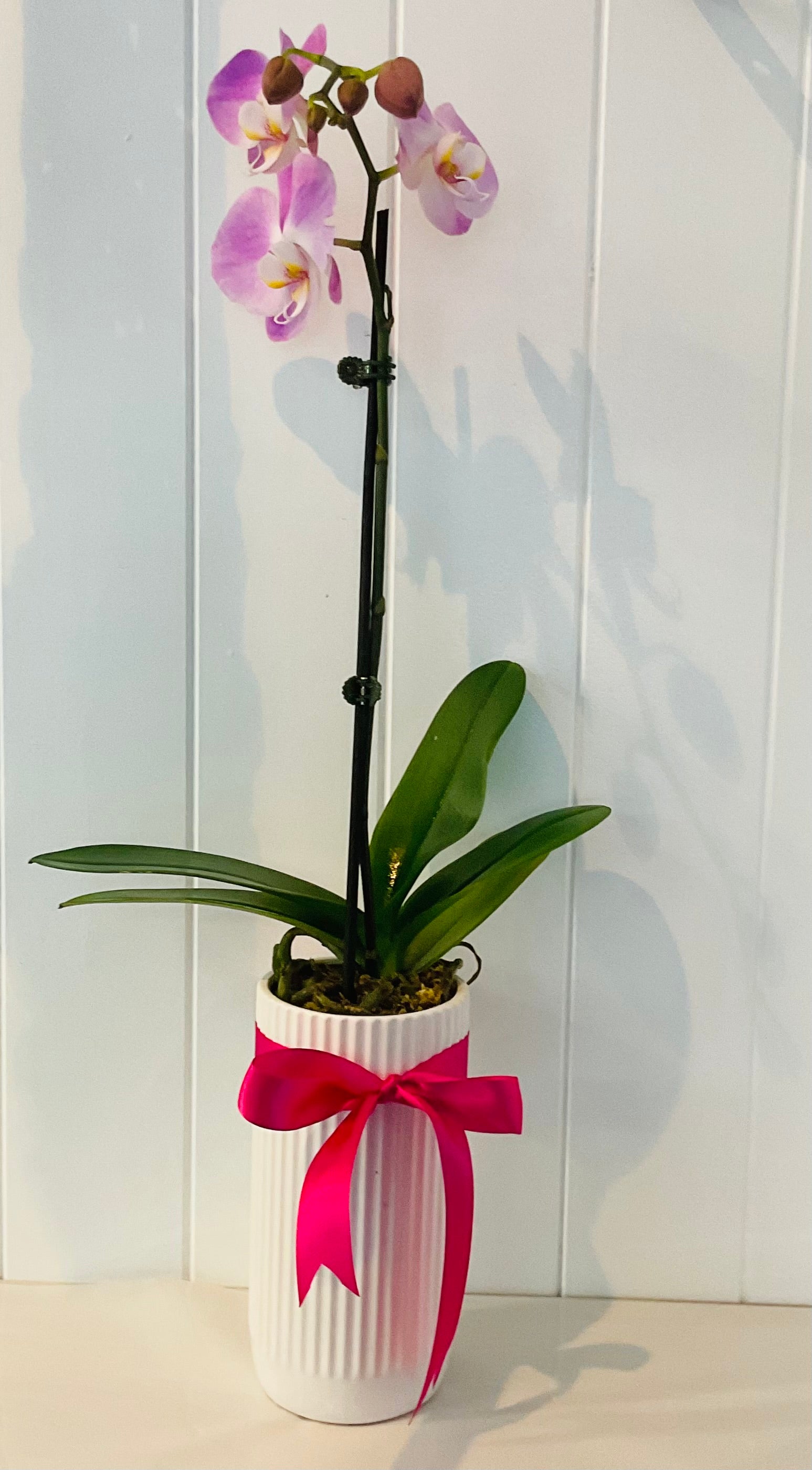 POTTED- PHALENOPSIS ORCHID POTTED