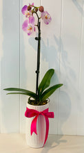 Load image into Gallery viewer, POTTED- PHALENOPSIS ORCHID POTTED
