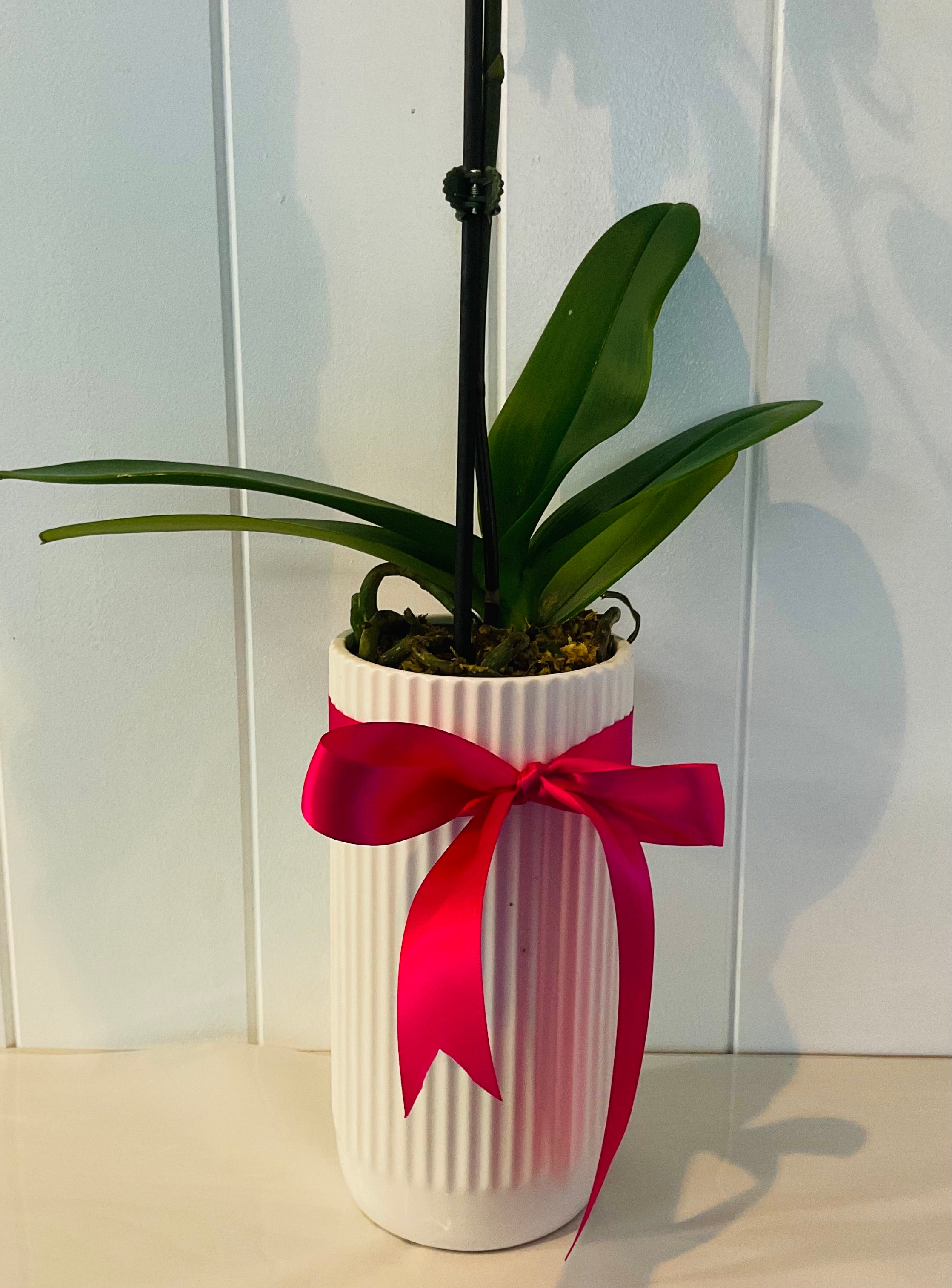POTTED- PHALENOPSIS ORCHID POTTED