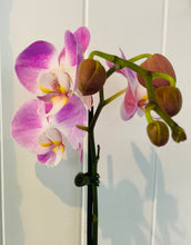Load image into Gallery viewer, POTTED- PHALENOPSIS ORCHID POTTED
