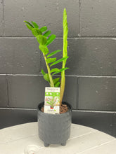 Load image into Gallery viewer, Potted Bloom -  Zanzibar
