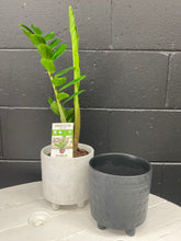 Load image into Gallery viewer, Potted Bloom -  Zanzibar
