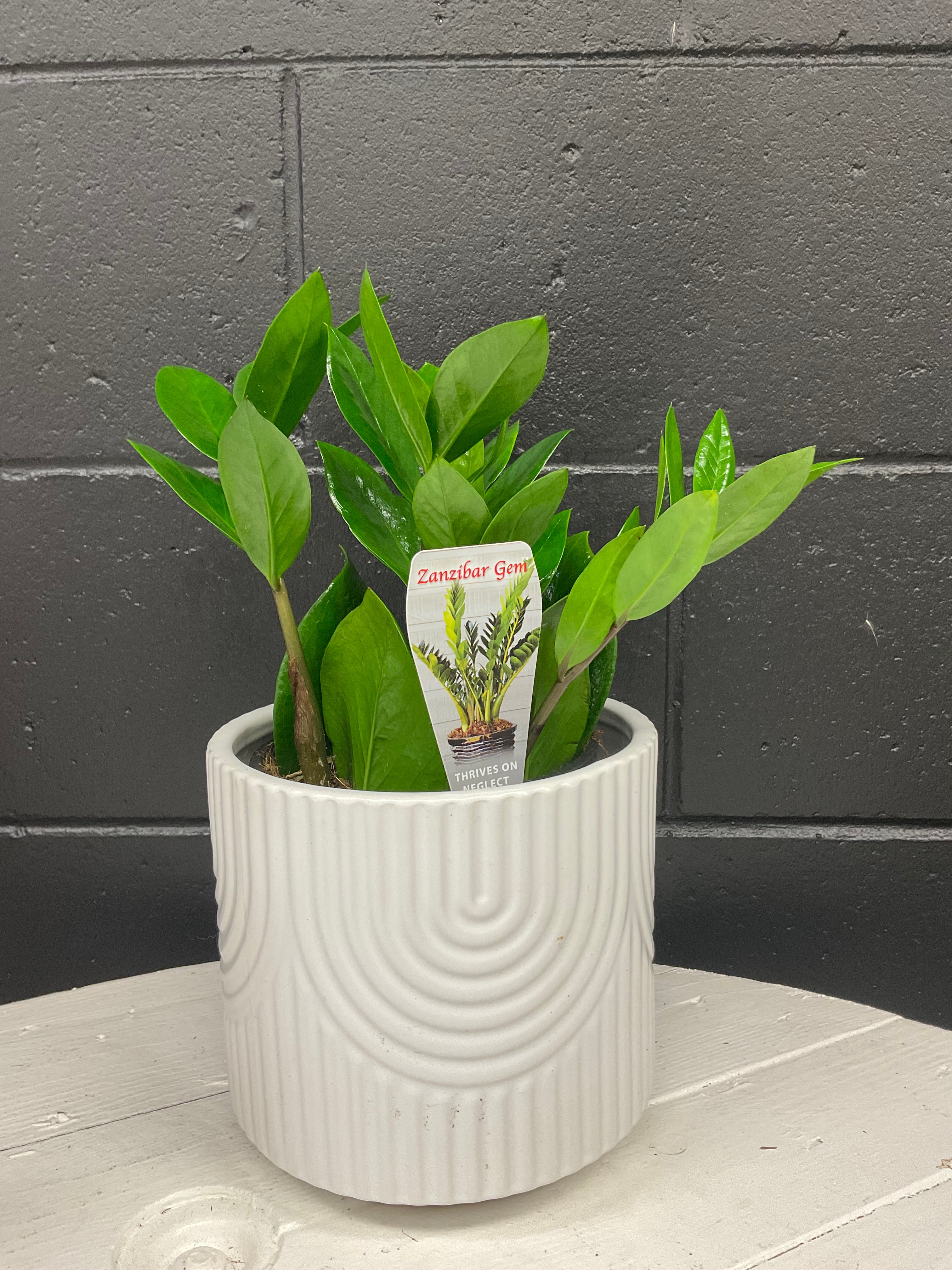 Potted Bloom -  Zanzibar