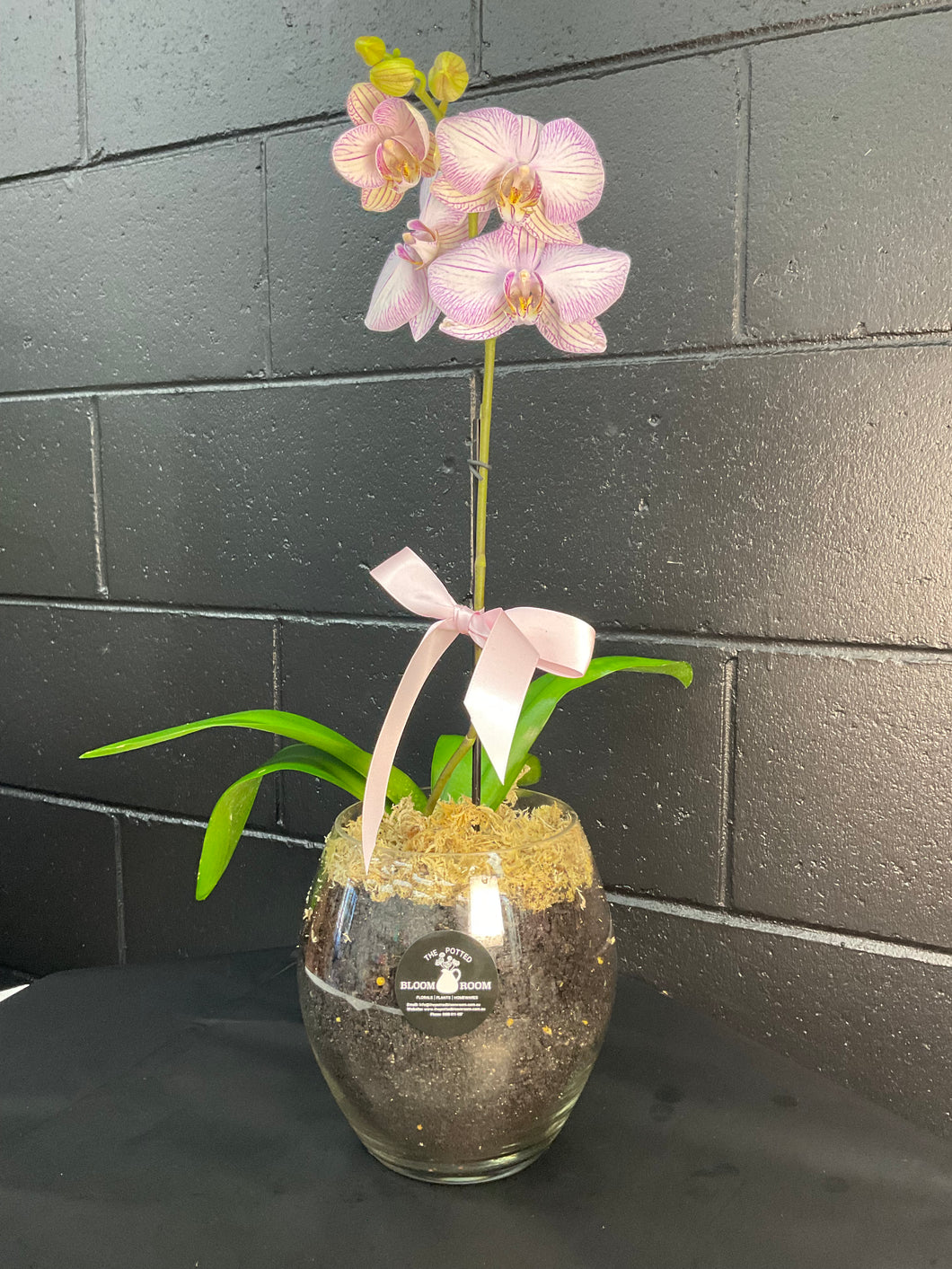 POTTED- PHALENOPSIS ORCHID POTTED