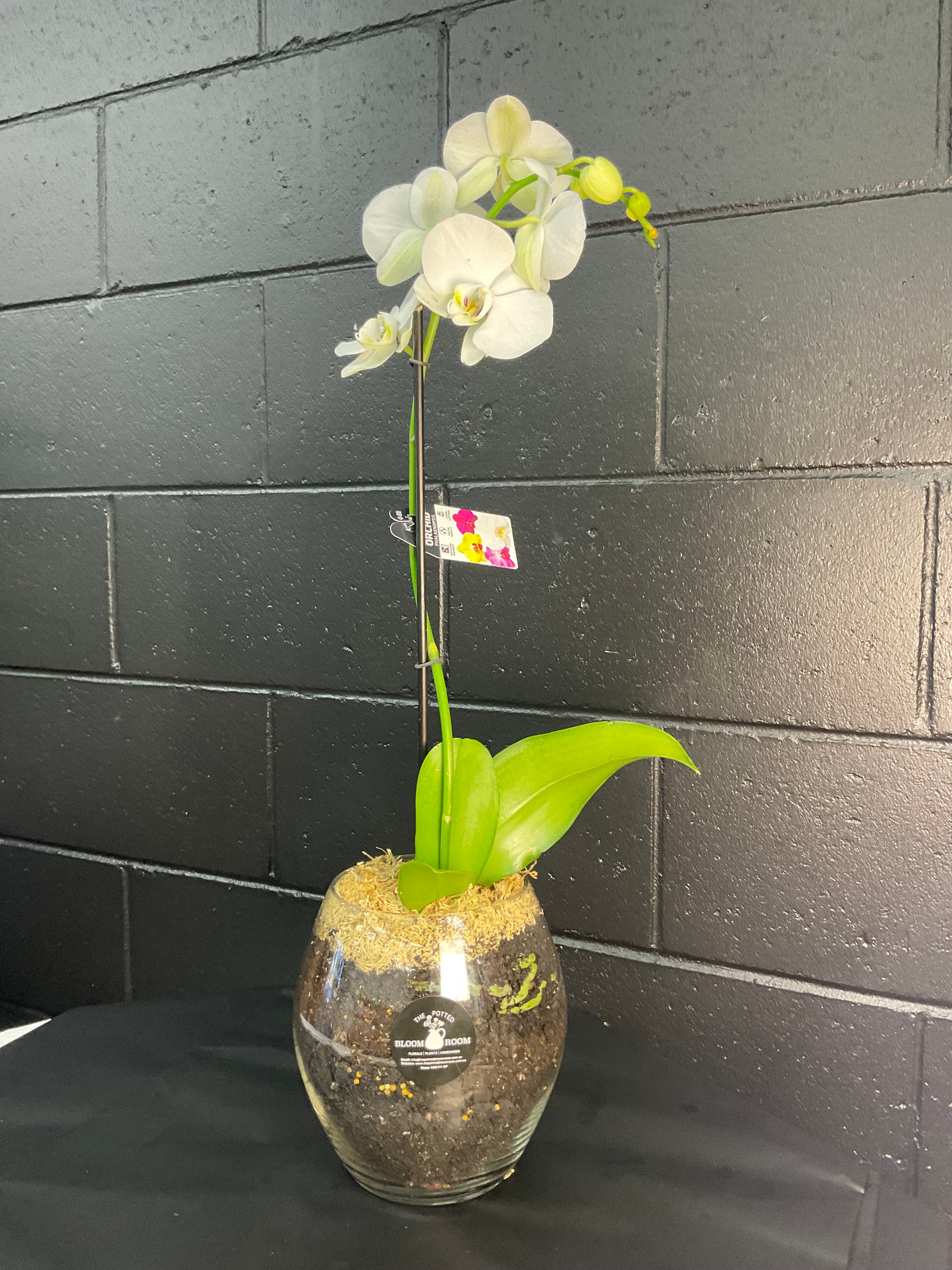 POTTED- PHALENOPSIS ORCHID POTTED