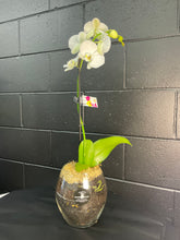 Load image into Gallery viewer, POTTED- PHALENOPSIS ORCHID POTTED
