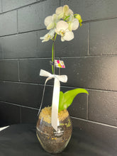 Load image into Gallery viewer, POTTED- PHALENOPSIS ORCHID POTTED
