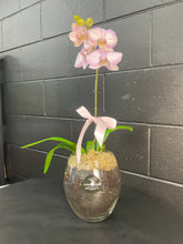 Load image into Gallery viewer, POTTED- PHALENOPSIS ORCHID POTTED
