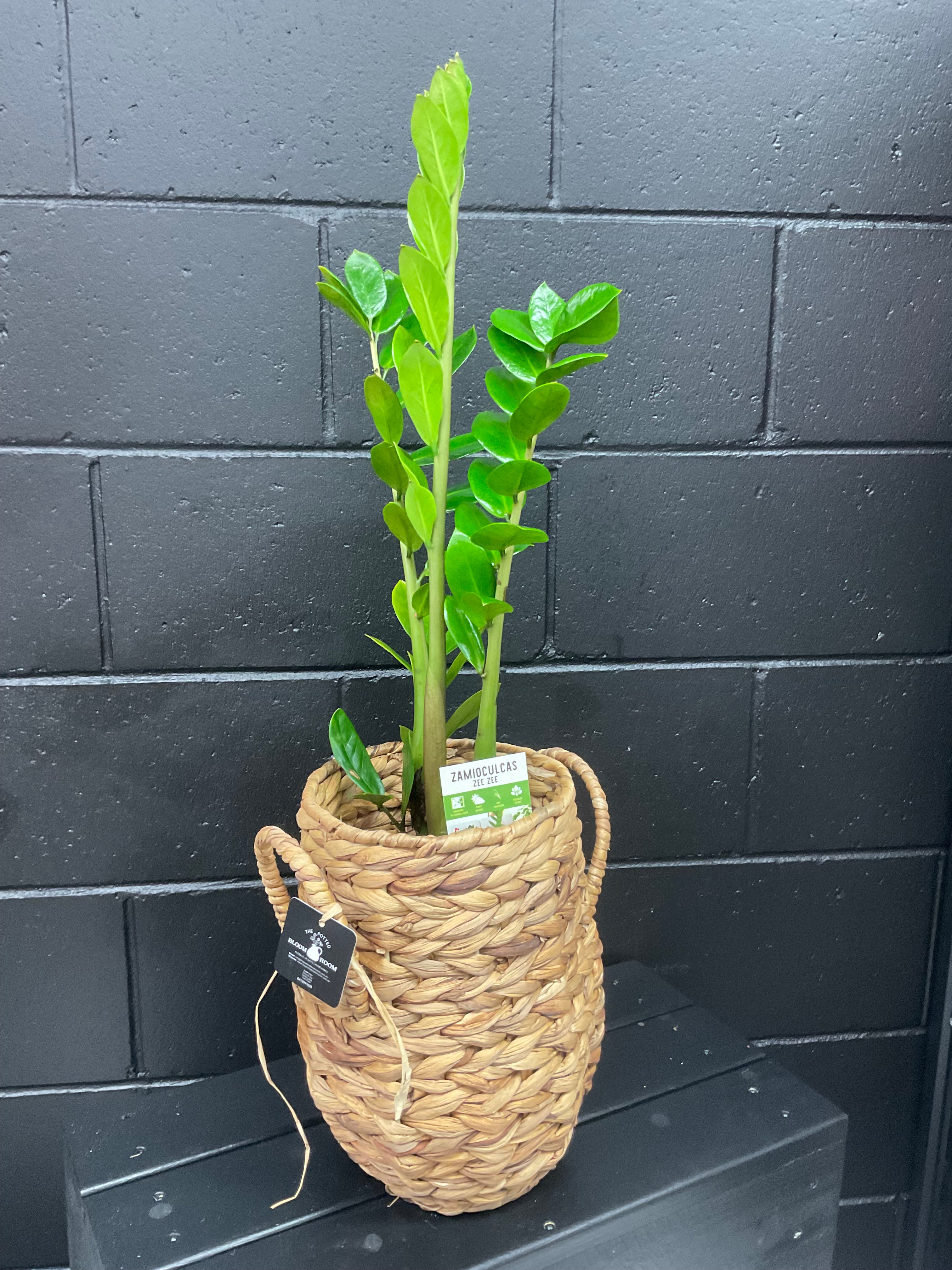 Potted Bloom- Large Zanzibar