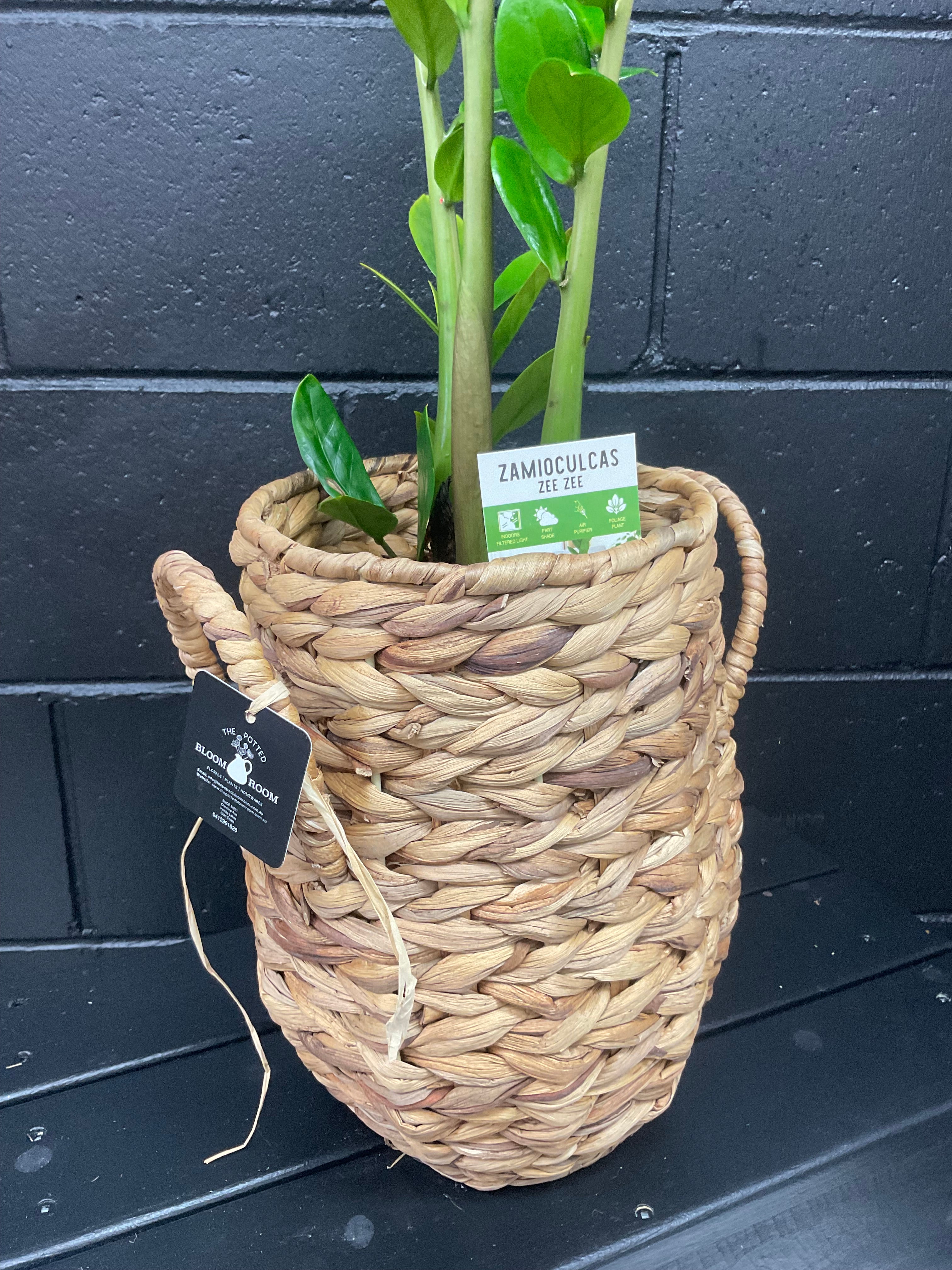 Potted Bloom- Large Zanzibar
