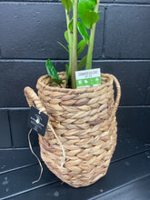 Load image into Gallery viewer, Potted Bloom- Large Zanzibar
