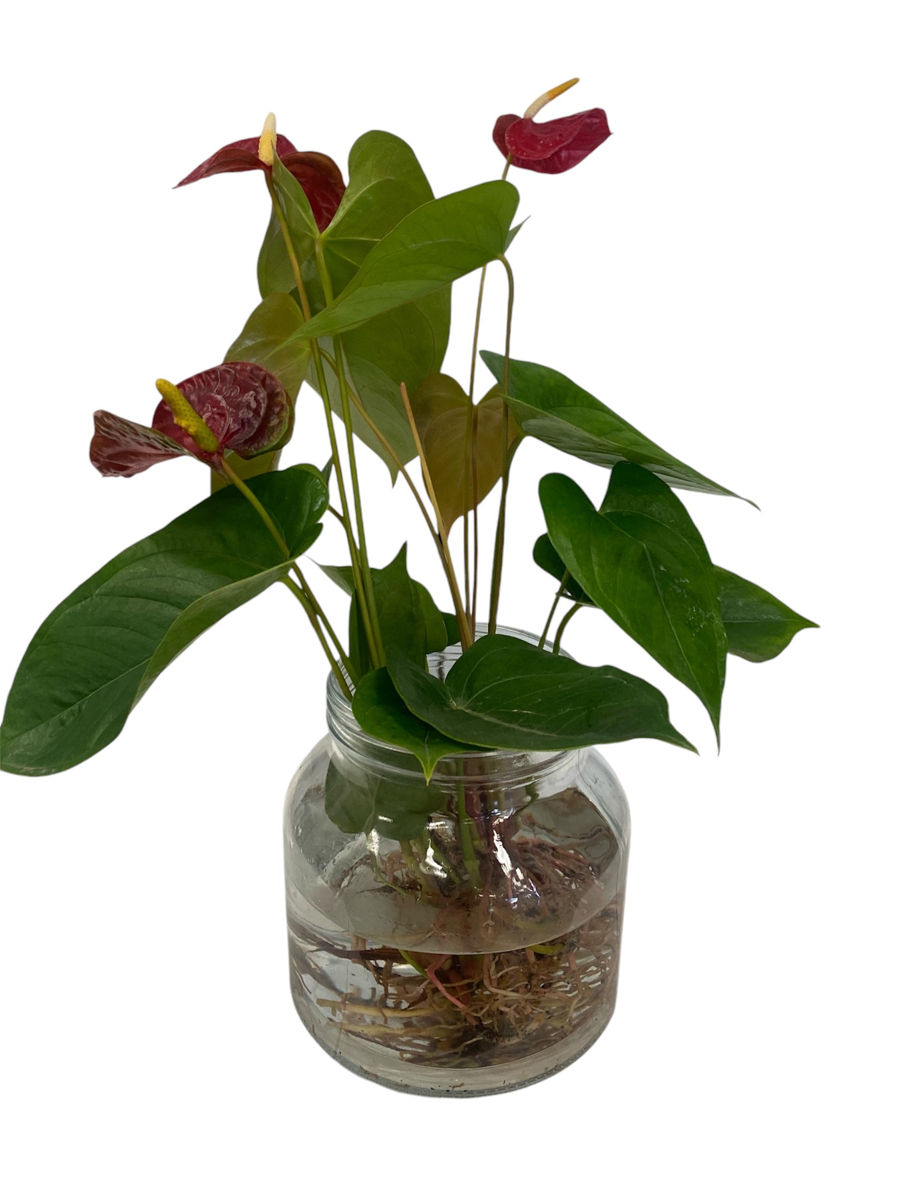 Hydrophonic Anthuriums