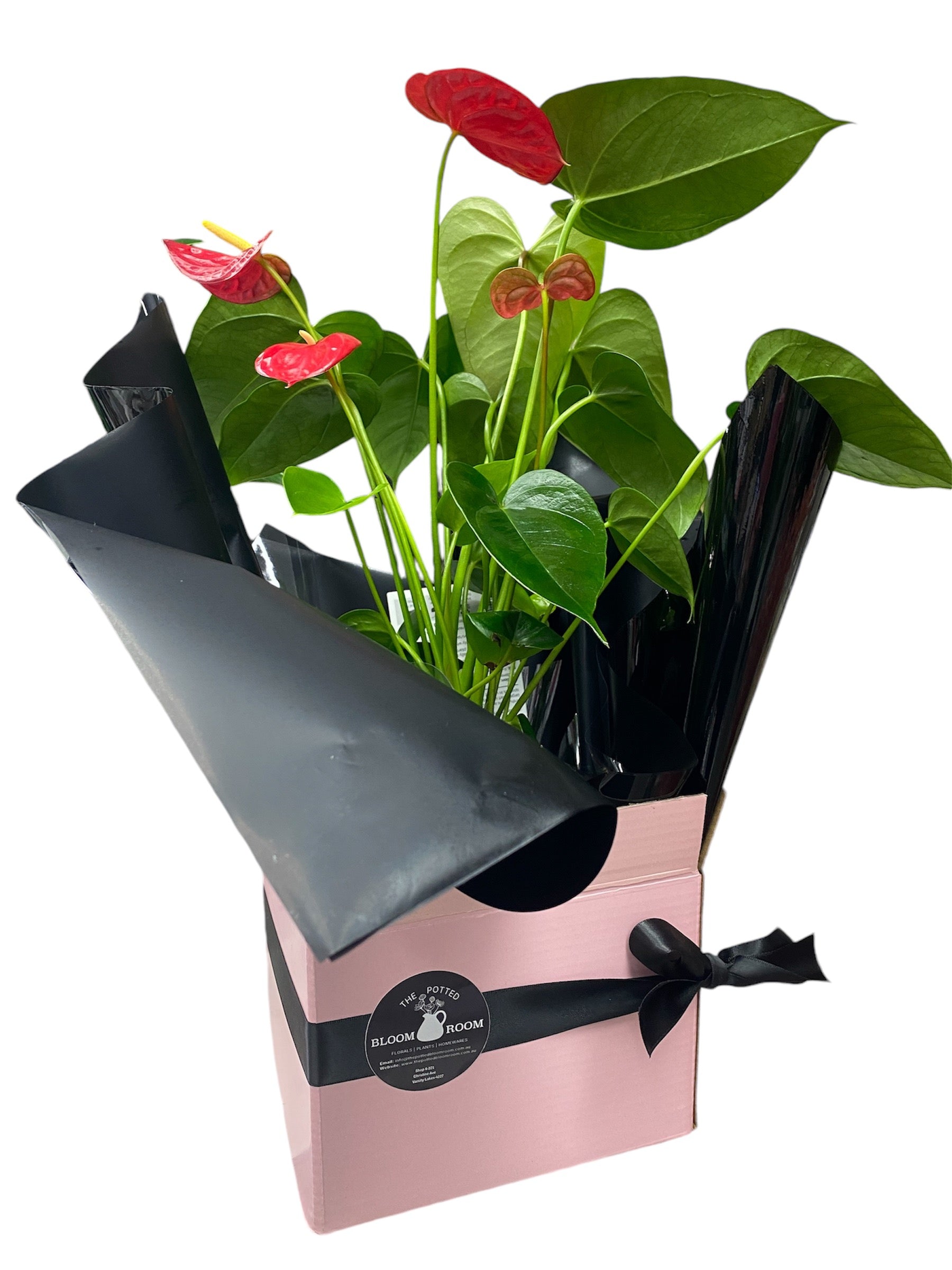 Boxed Anthurium Plant