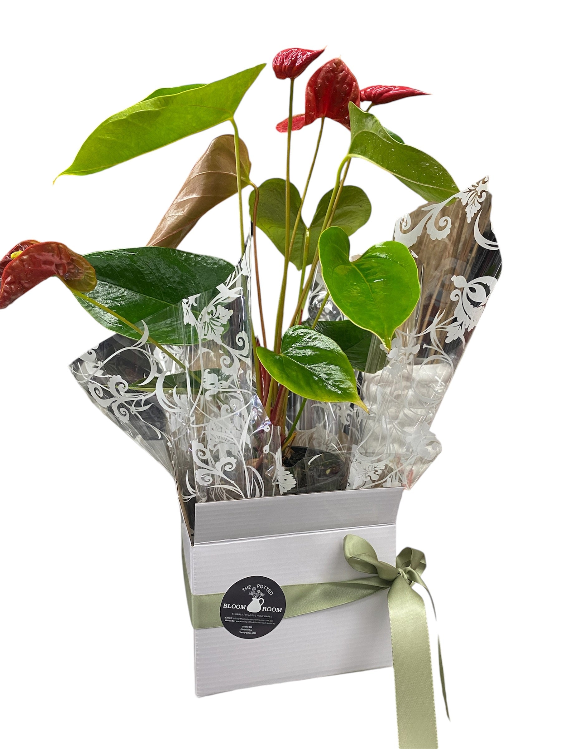 Boxed Anthurium Plant