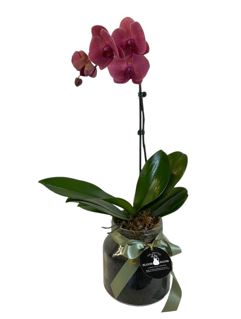 Potted Phalaenopsis Orchid