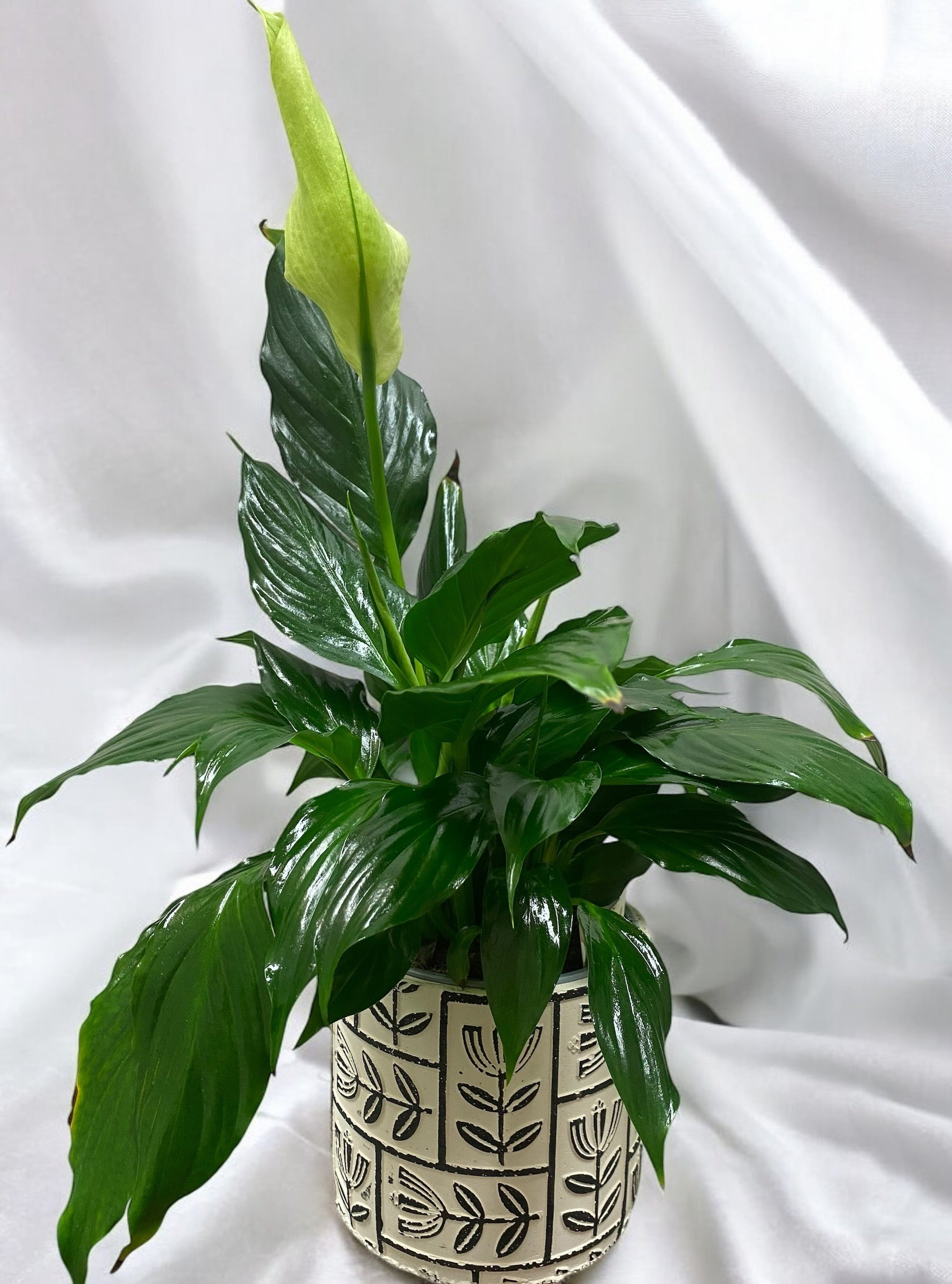 Potted Peace Lilly