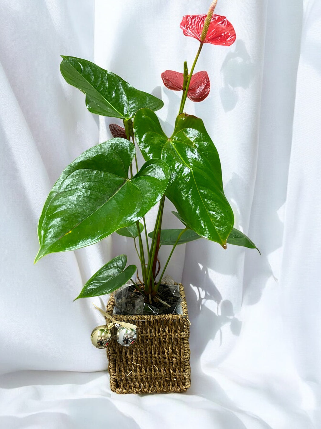 Boxed Anthurium Plant