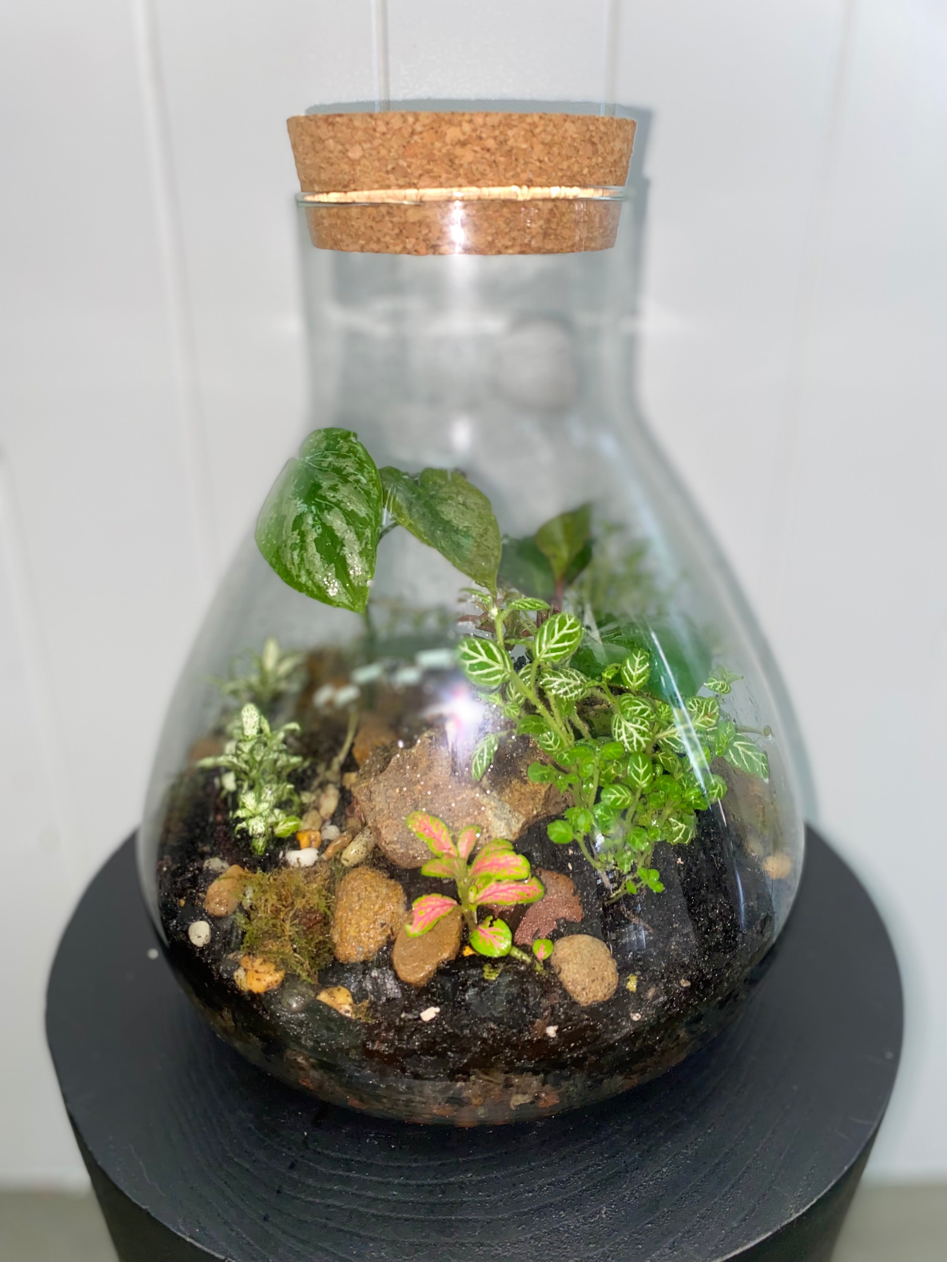 GREEN GROVE TERRARIUM