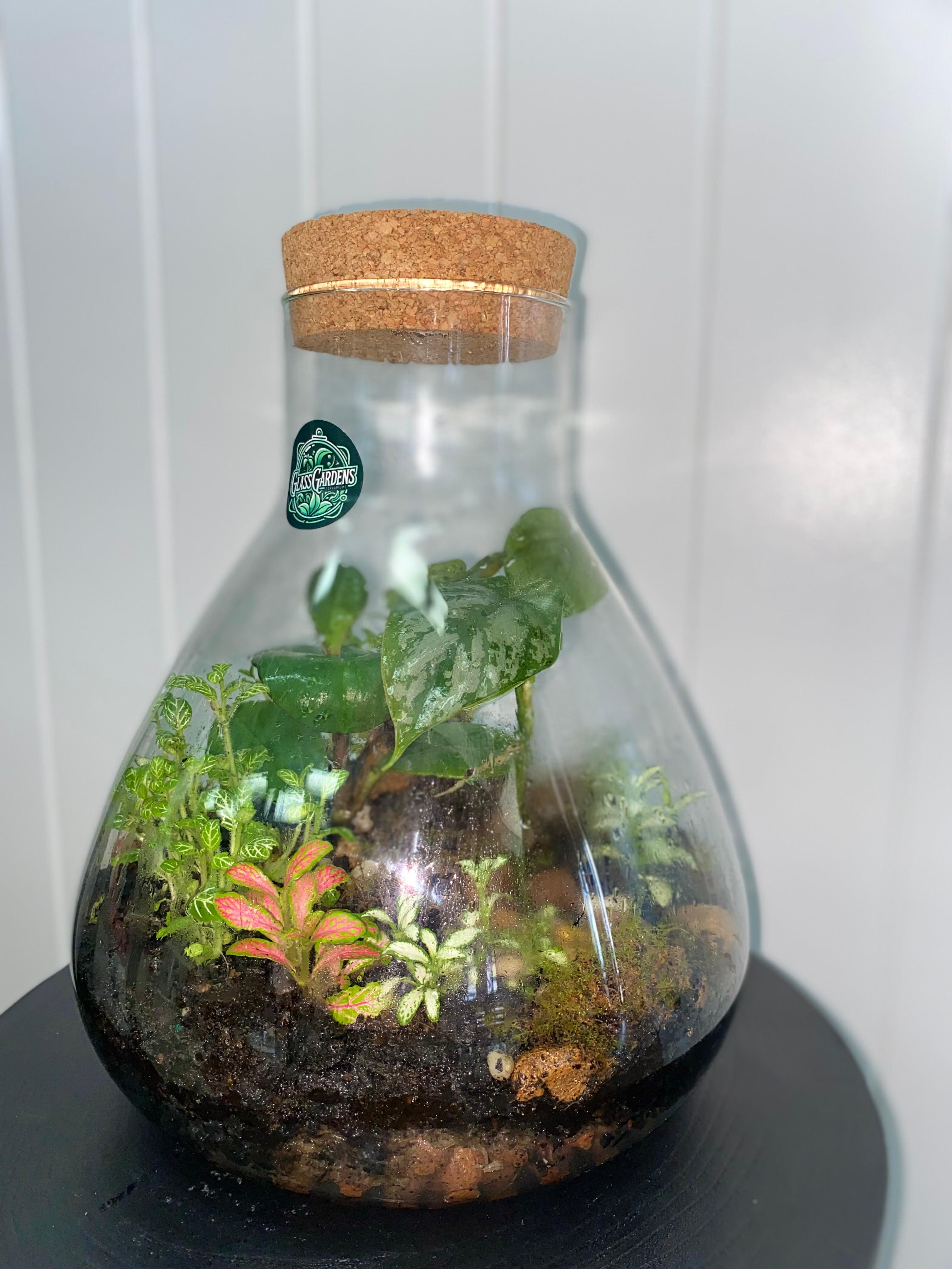 GREEN GROVE TERRARIUM