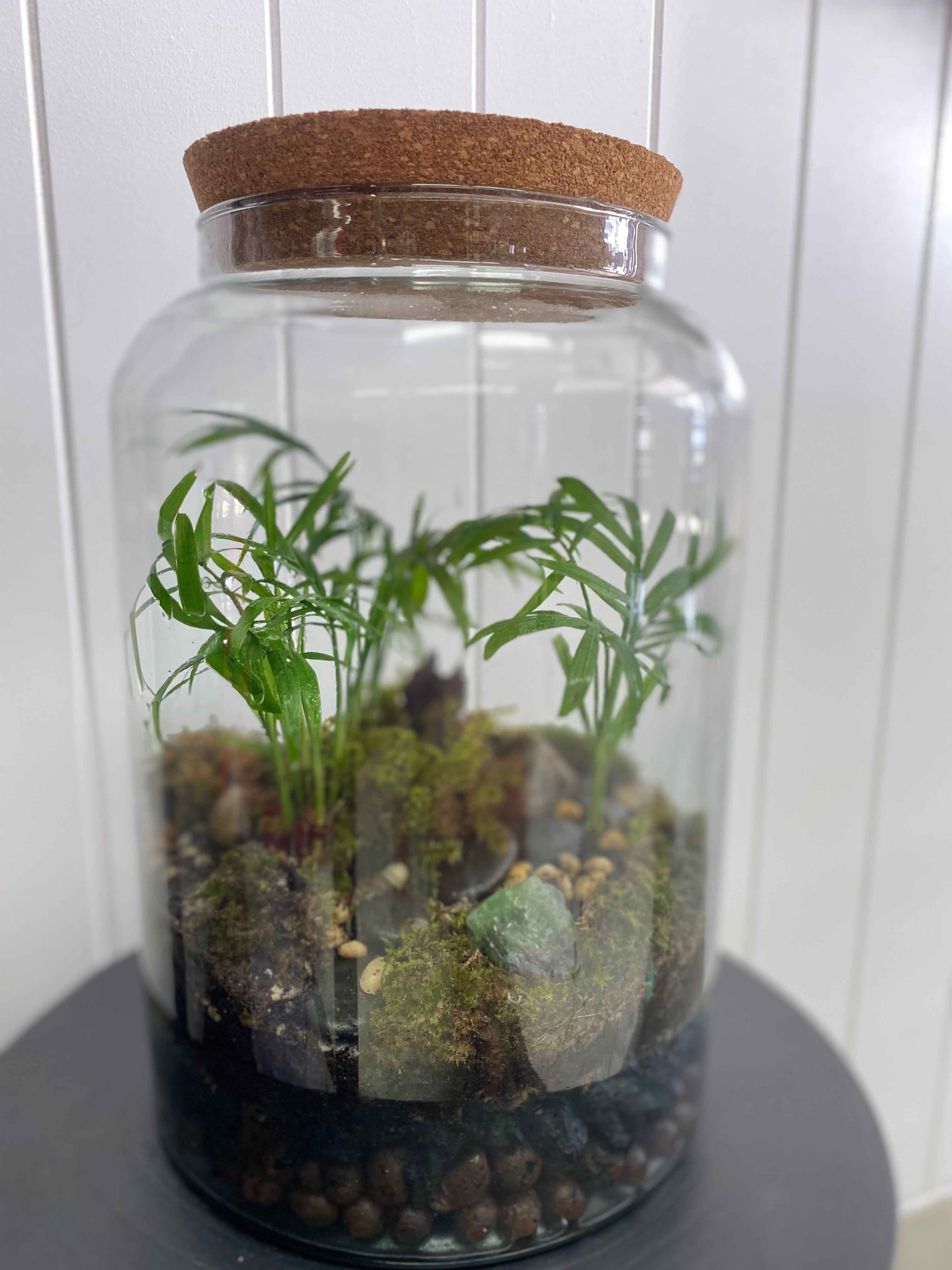 MOSSARIUM TERRARIUM