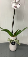 Load and play video in Gallery viewer, POTTED- PHALENOPSIS ORCHID
